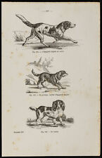 1867 chien épagneul d'occasion  Besançon