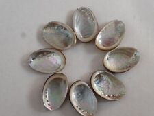 abalone shells for sale  WILMSLOW