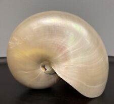 nautilus shell for sale  Jenkintown