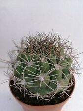 Gymnocalycium Saglionis Pot 14CM Beutiful Cactus Cultivated In Sicily Very... for sale  Shipping to South Africa