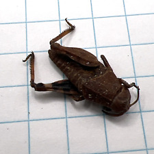 Used, Orthoptera Acrididae  Nymph?? ORT 006 Collected Sk, Canada for sale  Shipping to South Africa