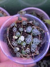 String turtles peperomia for sale  Langley