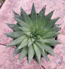 Aloe polyphylla spiral for sale  Thousand Oaks