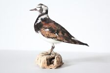 Taxidermy-hunting-chasse-präparat- Ruddy Turnstone with permit for sale  Shipping to South Africa