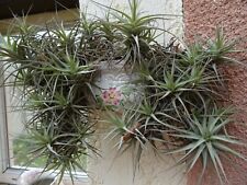 Lot tillandsia épyphites d'occasion  Saint-Cyprien