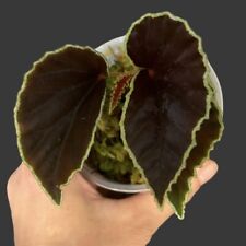 Darthvaderian begonia for sale  Shipping to Ireland