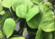 Pothos nitrate remover for sale  WARRINGTON
