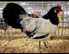 galline ornamentali usato  Benevento