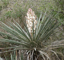 Yucca treculeana cm usato  Napoli