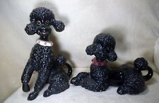 Dog poodle black for sale  Mount Olive