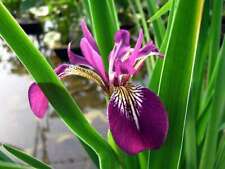 Marginal plants including for sale  MARKET RASEN