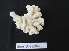 montipora coral for sale  Wyoming