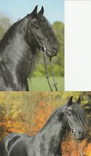 Horse friesian horse for sale  Greenville