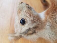 Taxidermy red squirrel for sale  WILMSLOW