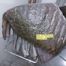 Molaire mammouth d'occasion  Cormeilles-en-Parisis
