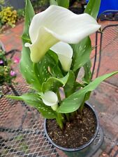 White flowering calla for sale  Washington