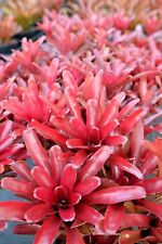 Used, Bromeliad Fireball Neoregelia. 3 For 25$ Includes 3 Plants For The Price!!! for sale  Shipping to South Africa
