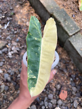 Used, Philodendron Billietiae Variegated - Aroid Variegated - Plant Gift - Monstera for sale  Shipping to South Africa