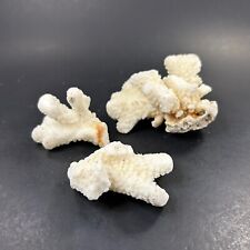 Sunbleached coral fragments for sale  Gresham