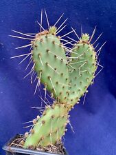 Winter hardy opuntia for sale  PENZANCE