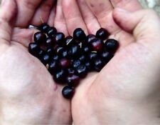 125 huckleberry seeds for sale  Meridian