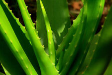 Aloe vera sweet gebraucht kaufen  Muldestausee