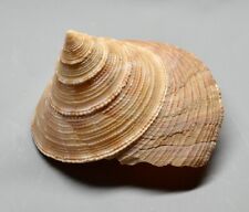 calliostoma for sale  Shipping to South Africa
