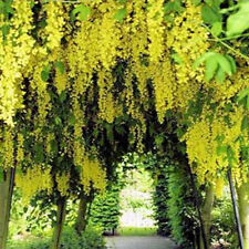 Laburnum anagyriodes seeds for sale  Shipping to Ireland