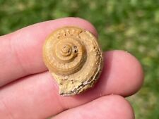 France Fossil Gastropod Pleurotomaria debachii Jurassic Dinosaur Age Shell for sale  Shipping to South Africa