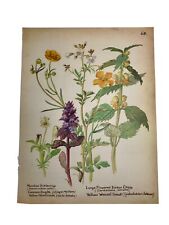 Used, No 68 - Vintage Botanical Book Print for sale  Shipping to South Africa
