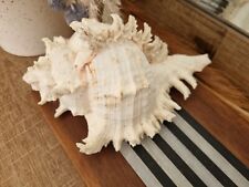 Giant 22cm Murex Sea Shell White Hamptons Decor for sale  Shipping to South Africa
