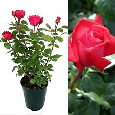 Rose bush red for sale  GLASGOW