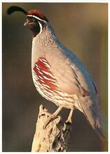 Postcard gambel quail for sale  Shipping to Ireland