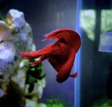 Stunning veiltail red for sale  LONDON