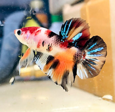 Peixe Betta vivo HMPK multicolorido metálico macho #S08 da Indonésia comprar usado  Enviando para Brazil