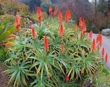 Aloe arborescens torch for sale  Bradenton