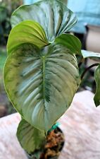 Philodendron sodiroi plant for sale  Hollywood