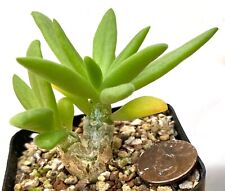 Succulent Caudex Plant--Tylecodon recticulata Strasfontein--SEED GROWN!, used for sale  Shipping to South Africa