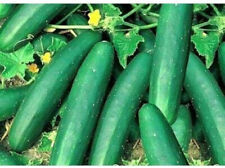 Cucumber straight eight for sale  Phoenix