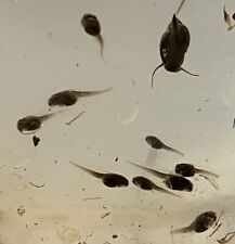 Live bullfrog tadpoles for sale  Louisville