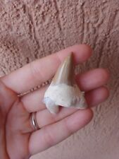 Fossili dente squalo usato  Pontedera