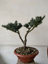 Picea pungens nana usato  Caserta