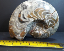 Huge goniatite ammonite for sale  FOLKESTONE