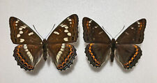 Nymphalidae LIMENITIS POPULI**** pair with aberrant male US **** GERMANY for sale  Shipping to South Africa