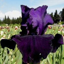 Iris germanica draco for sale  CRANBROOK