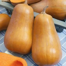 10 semillas de calabaza Honeybaby - ¡Calabaza de invierno mantecosa dulce! Delicioso! Mantequilla, usado segunda mano  Embacar hacia Argentina