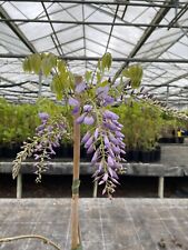 Wisteria floribunda domino for sale  SOUTHAMPTON