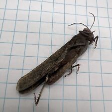 Orthoptera Acrididae HUGE!! Dissosteira carolina?? ORT 032 Collected Sk, Canada for sale  Shipping to South Africa