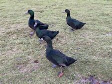 Cayuga large duck for sale  BARNOLDSWICK