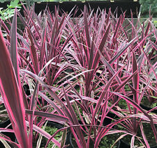 Cordyline pink passion for sale  YORK